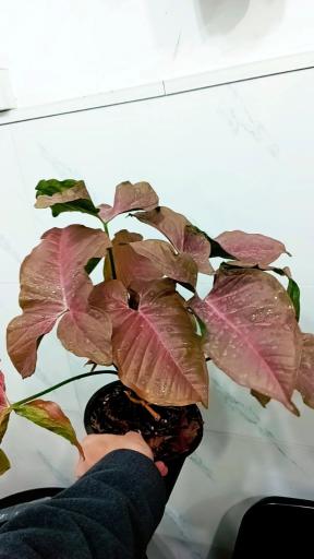 عکس گل و گیاه پارسا