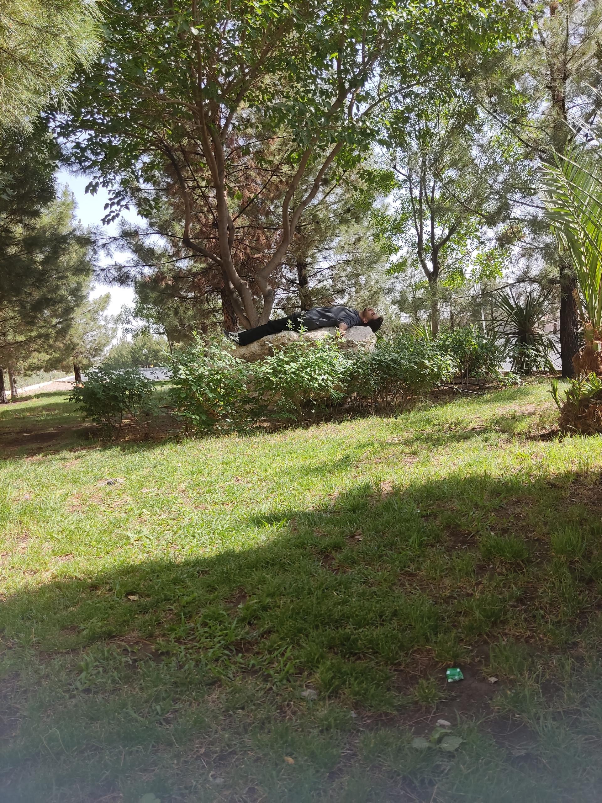 عکس فضای سبز