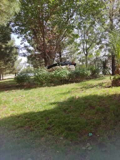 عکس فضای سبز