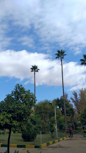 عکس دانشگاه صنعتی شیراز