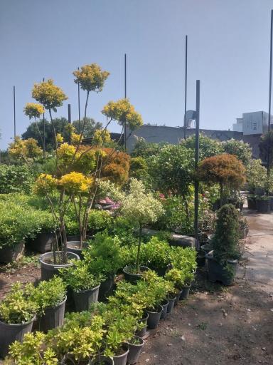 عکس گل و گیاه قاصدک(سلطانی)