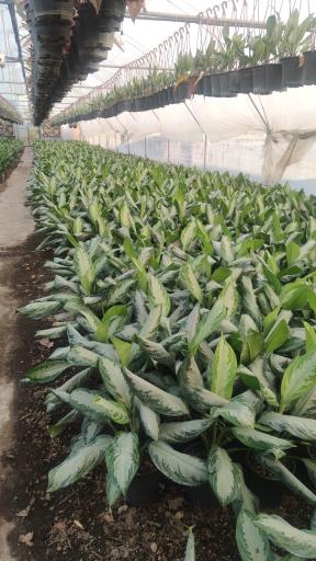 عکس گلخانه گل افروز 