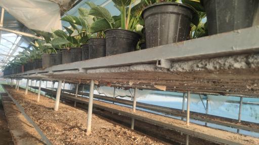 عکس گلخانه گل افروز 