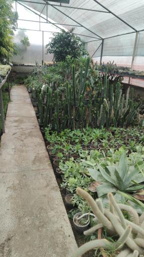 عکس گلخانه گل افروز 