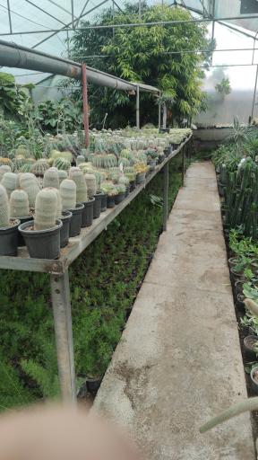 عکس گلخانه گل افروز 