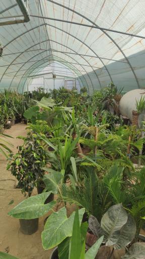 عکس گلخانه گل افروز 