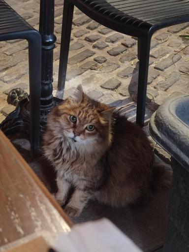 عکس کافه حیات 