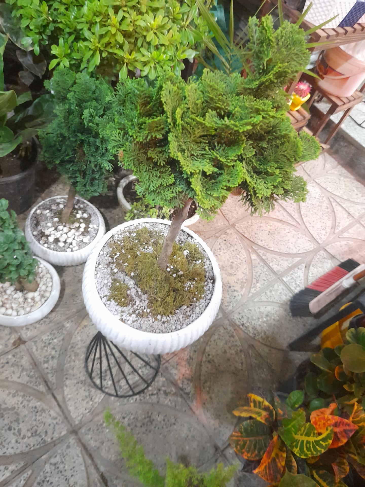 عکس مجموعه گلسـرای طبیعا