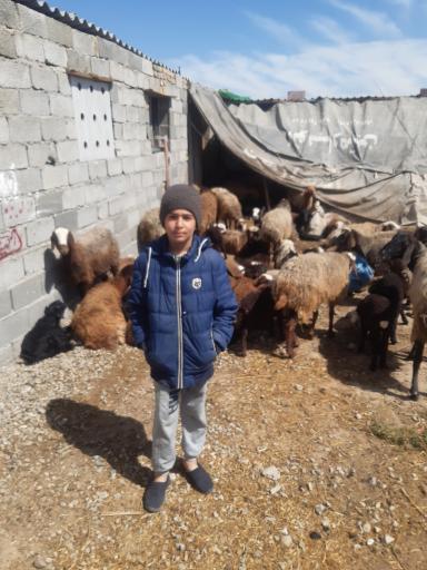 دامداری  نورعلیان 