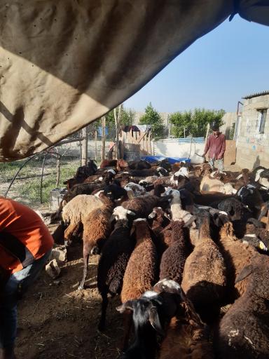 عکس دامداری  نورعلیان 