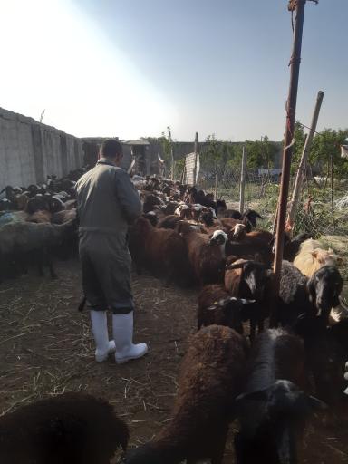 عکس دامداری  نورعلیان 