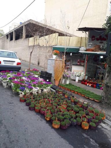 عکس گل هروی ارکیده