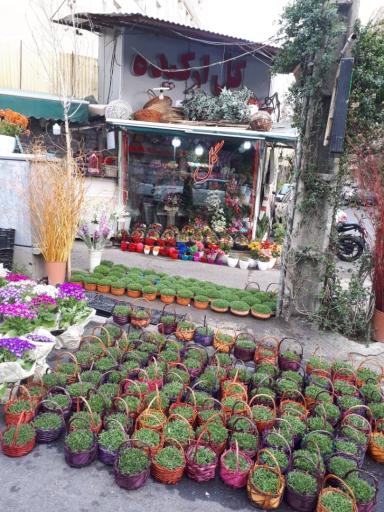 عکس گل هروی ارکیده