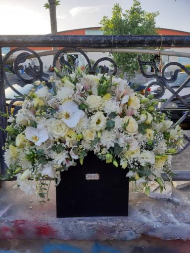 عکس گل هروی ارکیده