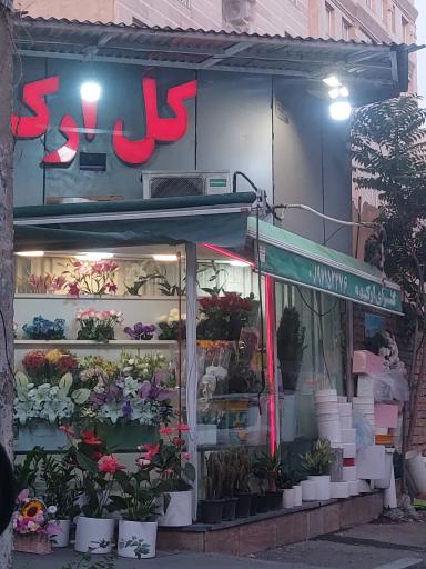 عکس گل هروی ارکیده