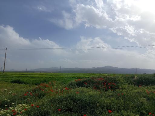 عکس شیروان