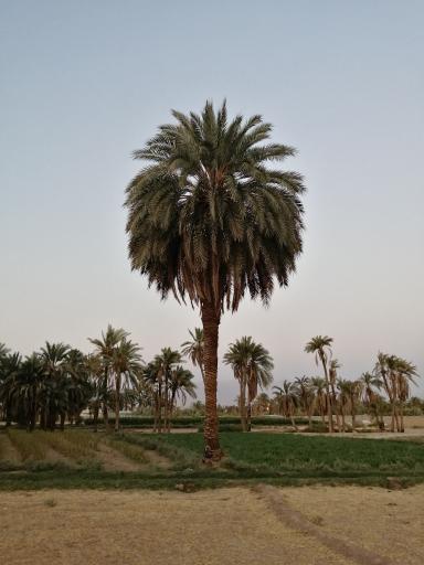 دیهشک