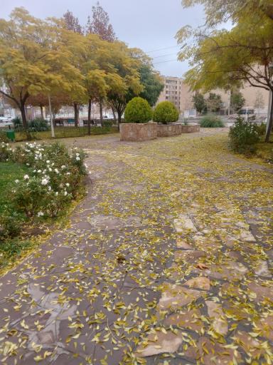 عکس بوستان اقاقیا