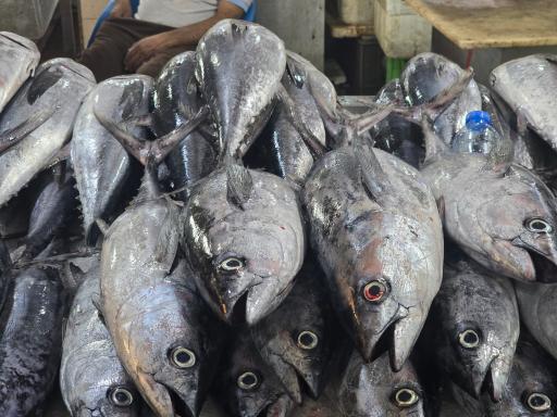 عکس بازار جدید ماهی فروشان بندرعباس