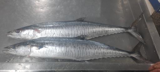 عکس بازار جدید ماهی فروشان بندرعباس