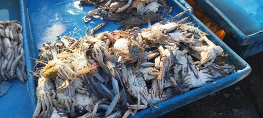 عکس بازار جدید ماهی فروشان بندرعباس