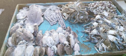 عکس بازار جدید ماهی فروشان بندرعباس