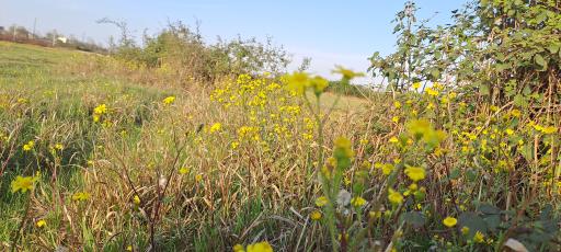 عکس جزایر آبرفتی سپید رود 