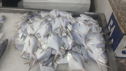 عکس بازار جدید ماهی فروشان بندرعباس