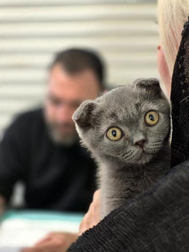 عکس کلینیک دامپزشکی پت هلث
