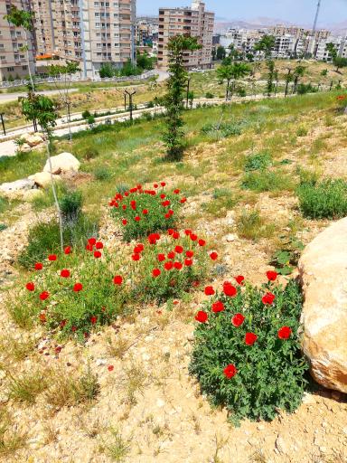 عکس پارک کوهستانی کوکب شیرازی