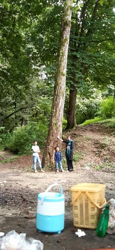 عکس پارک جنگلی