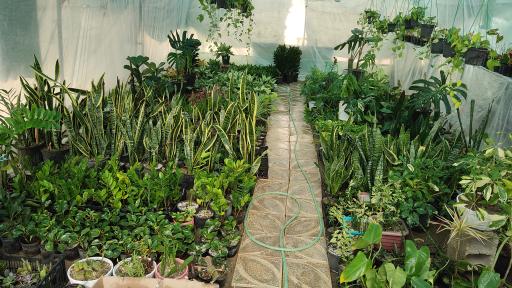 عکس گلخانه بوژان