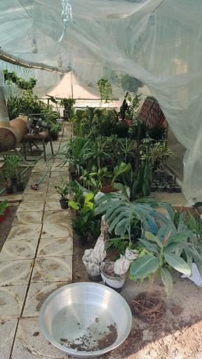 عکس گلخانه بوژان