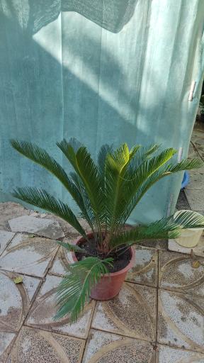 عکس گلخانه بوژان