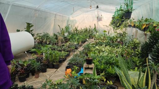 عکس گلخانه بوژان