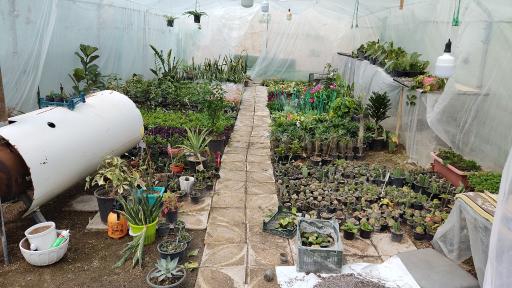 عکس گلخانه بوژان