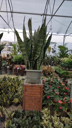 عکس گلخانه بوژان