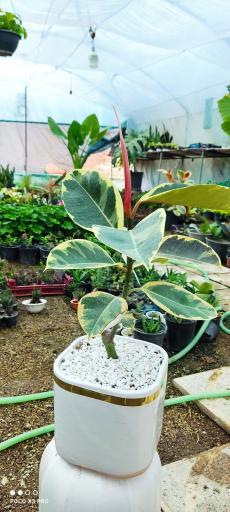 عکس گلخانه بوژان