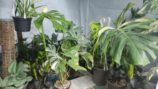 عکس گلخانه بوژان