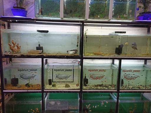 عکس آکواریوم مطهر