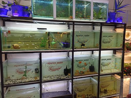 عکس آکواریوم مطهر