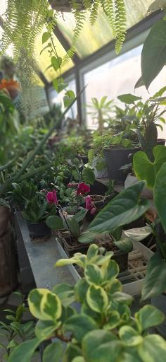 عکس گلخانه گلبن