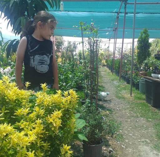 عکس گلخانه هگمتانه