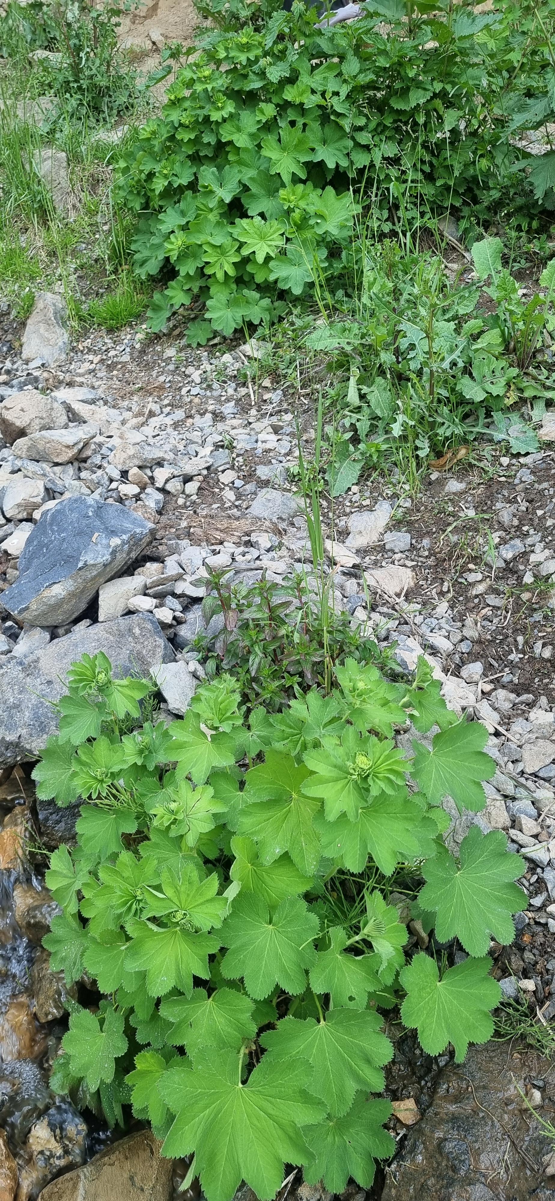 عکس آبشار هریجان