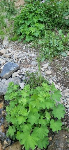 عکس آبشار هریجان