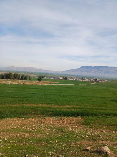 عکس گلم کبود علیا