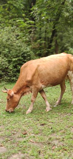 عکس نشتارود