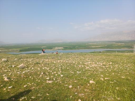 عکس گلم کبود علیا