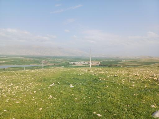 عکس گلم کبود علیا
