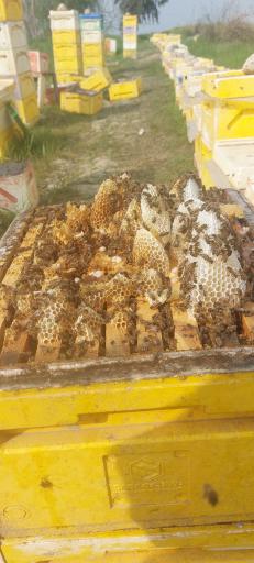 عکس عسل طبیعی امید جوادی فر